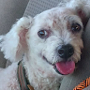 Meet your Posher, Arnold